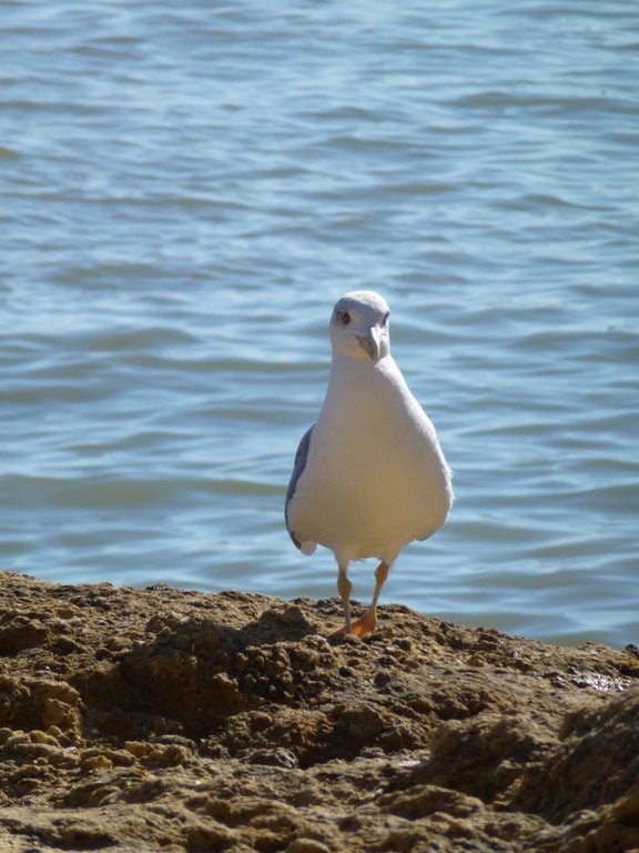 2011-10 Portugal/Olhao/P1000489.JPG